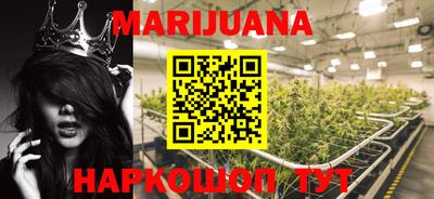 сатива Новозыбков