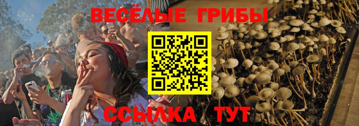 Галлюциногенные грибы Psilocybine cubensis Петропавловск-Камчатский